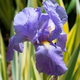 Yellow Dalmatian Iris